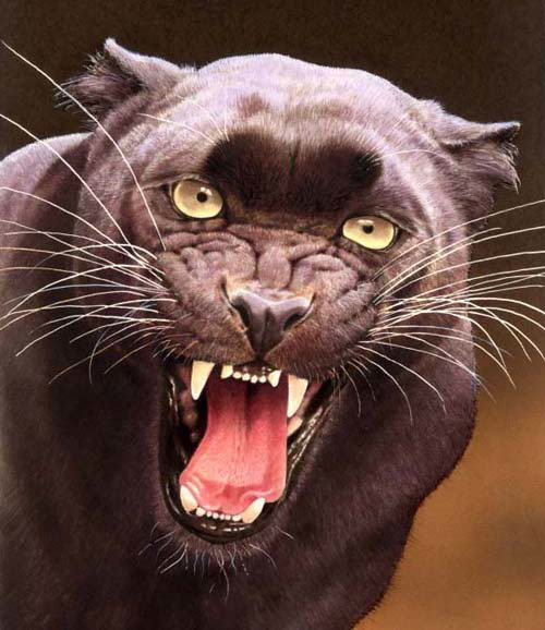 Blackpanther - 50.jpg